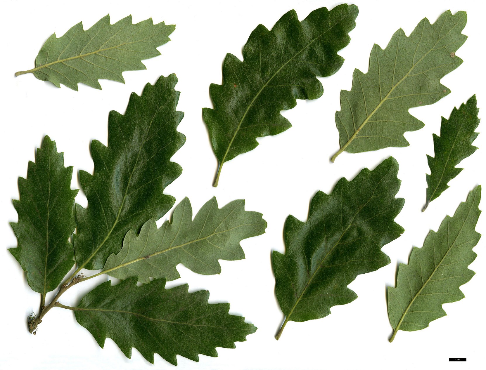 High resolution image: Family: Fagaceae - Genus: Quercus - Taxon: ×crenata (Q.cerris × Q.suber)